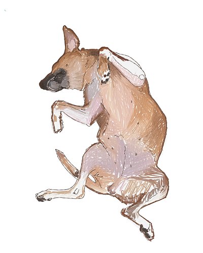 Canela spent 3 days with a broken leg and a huge gash on her stomach. We were only supposed to help with transportation but a...