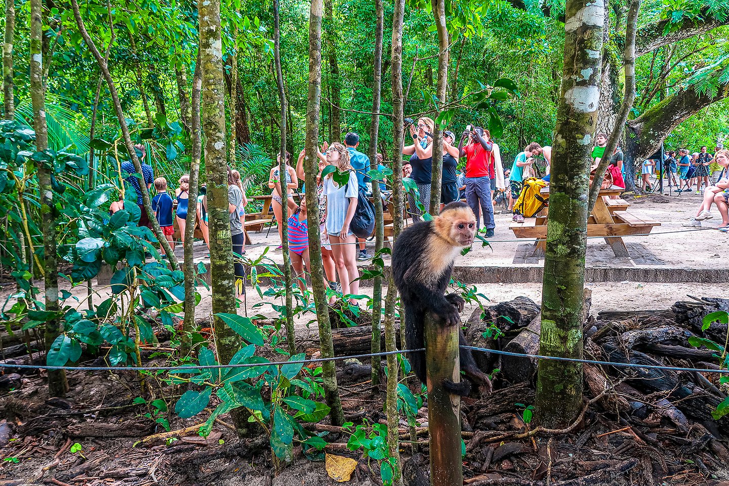 A monkey in Manuel Antonio park, Costa Rica