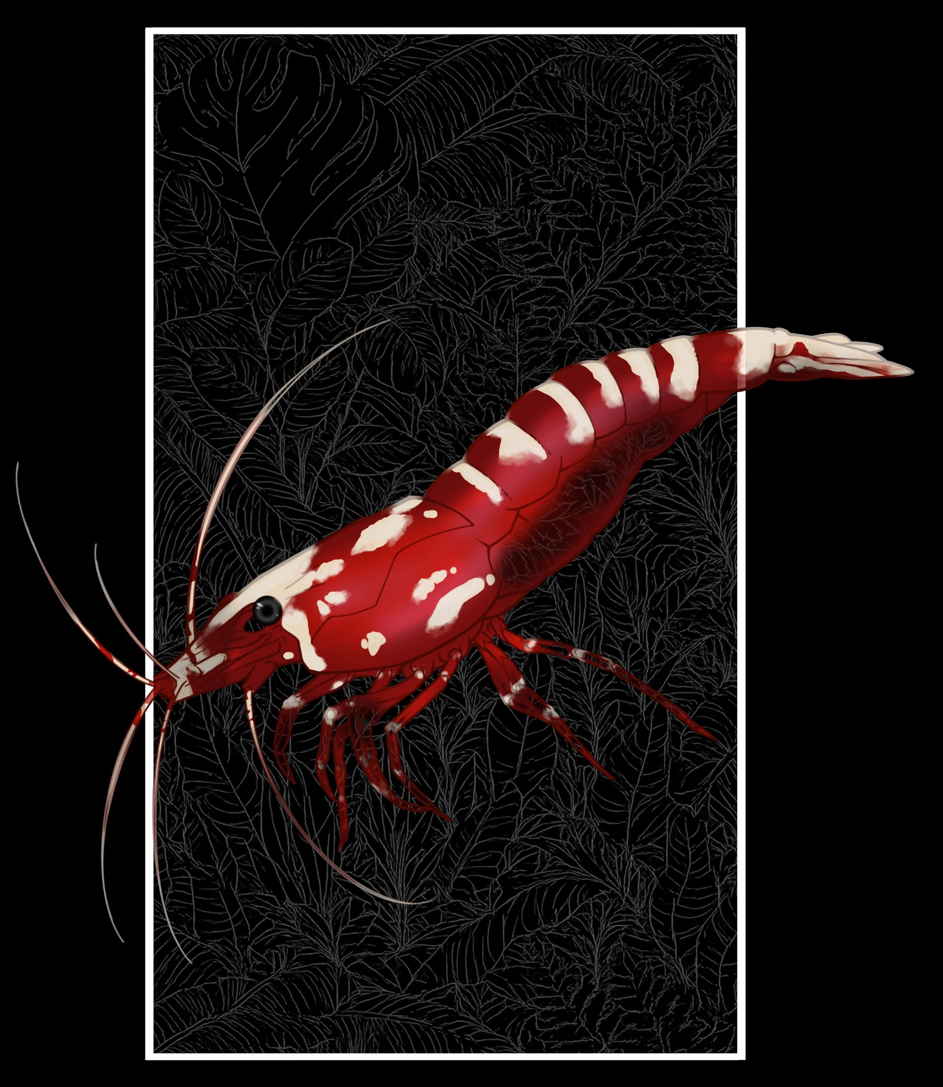 CARIDINA SHRIMP T-SHIRT product image (9)