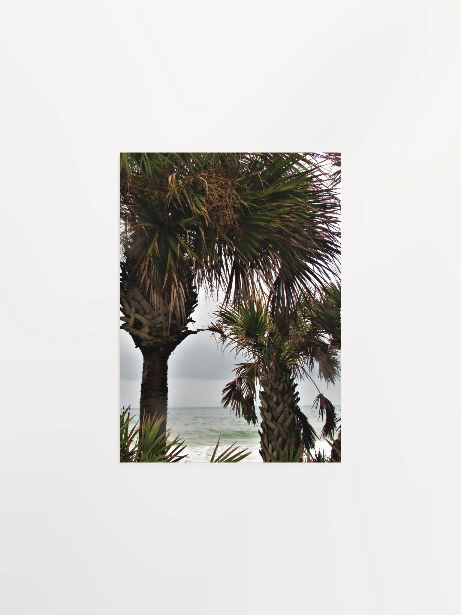 Ormond Beach 3 product image (3)