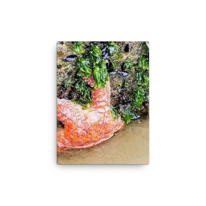 Starfish Serenity Thin Canvas product image (7)
