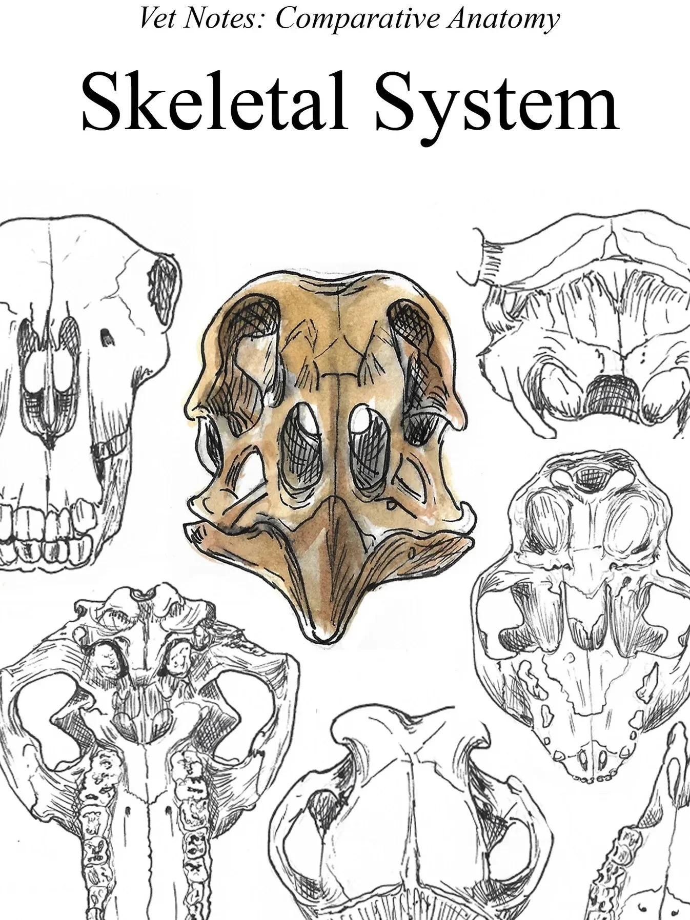 Vet Notes Anatomy and Embryology Bundle (PDF Downloads) product image (2)