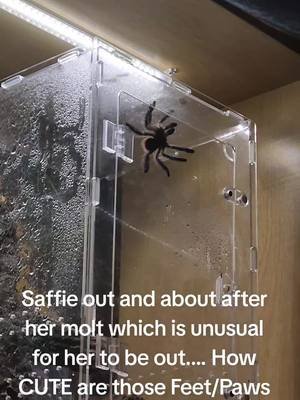 Saffie Out & About After Her Molt #fyp #fypviralシ  #spiders #tarantula #trend 