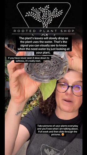 Allowing the soil to dry down between waterings, with perhaps only the bottom inch of the pot still holding moisture, is espe...