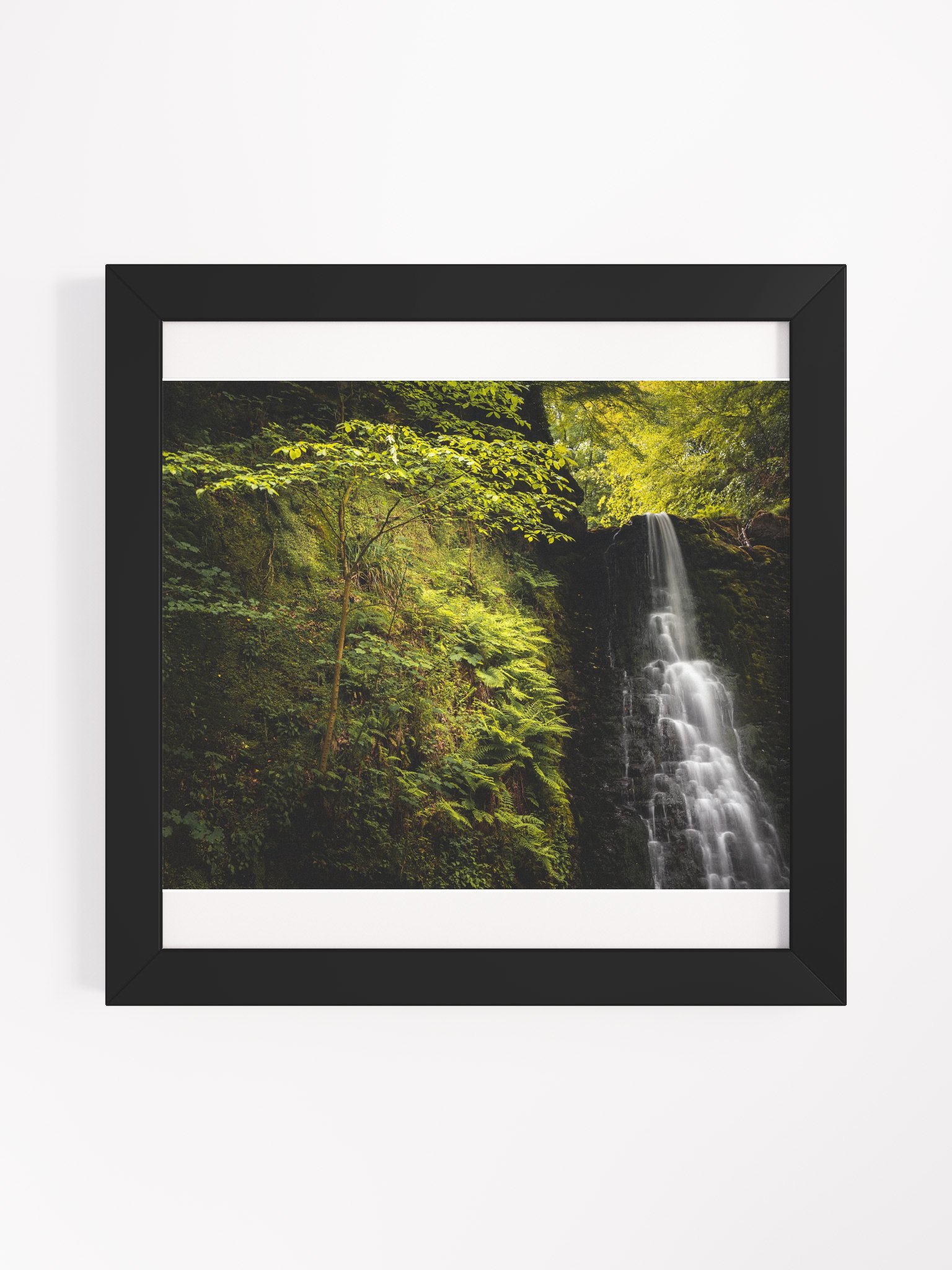 Falling Foss Sapling product image (3)