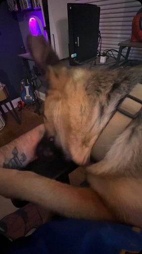 Game night canceled by management. Mandatory pets are now in effect. 🐾😂

#GermanShepherd #FunnyDogs #DogHumor #PetTok #Gamer