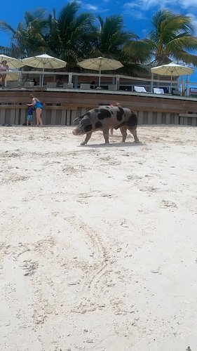 Swimming with Pigs in the Bahamas!