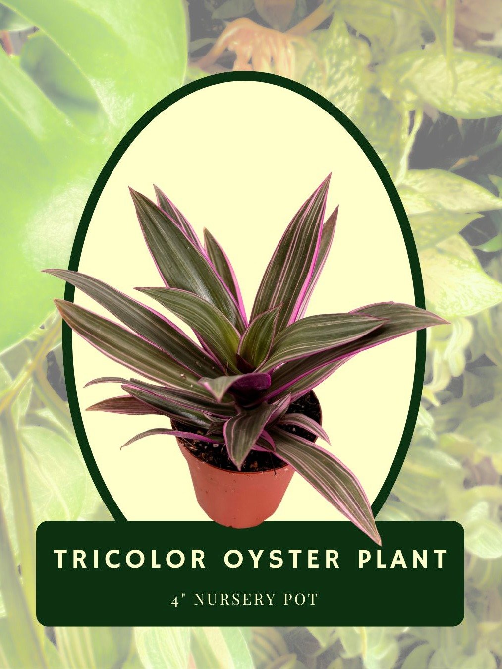 Tricolor Oyster Plant product image (1)