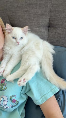 Vanilla left today to go to her new home in North Carolina with @ragdolls.reign