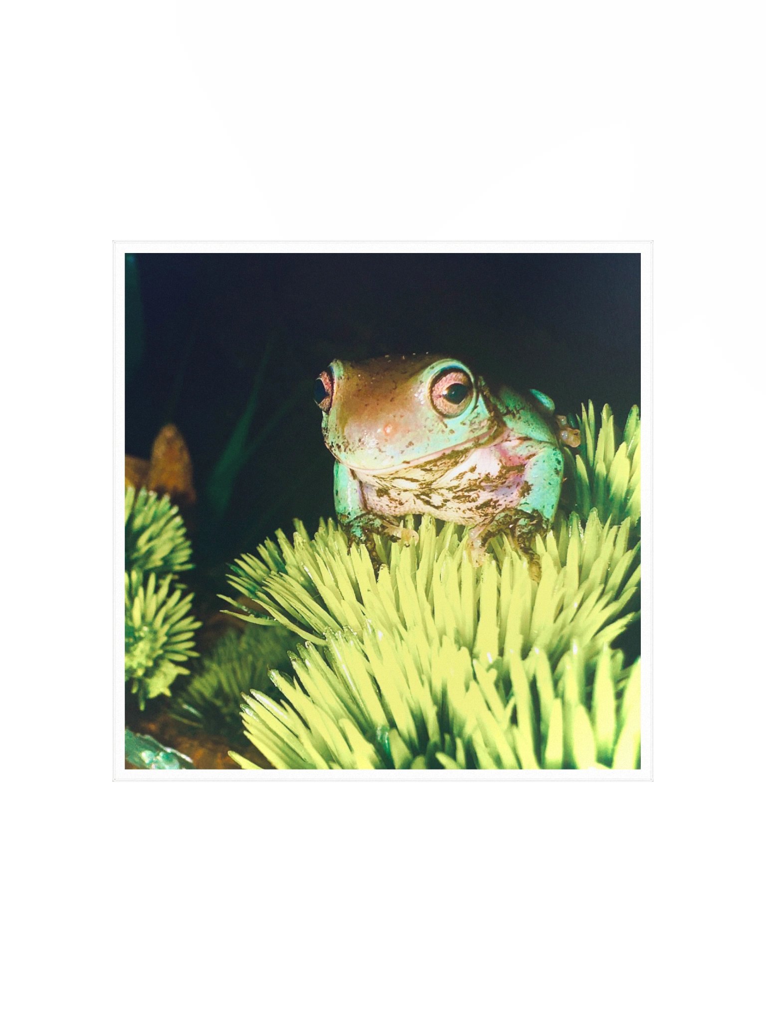Pepe Poster product image (2)