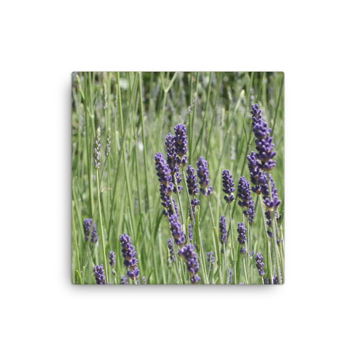 Field of Lavender product image (1)