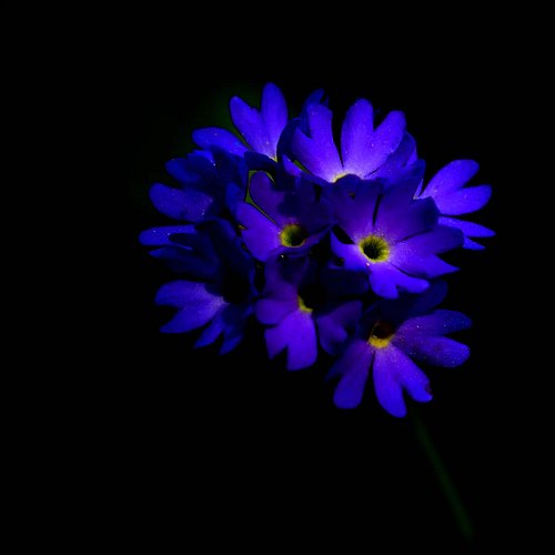 Light in the darkest night

#flowers 
#nature
#highcontrast 
#brightindarkness
#withmytamron