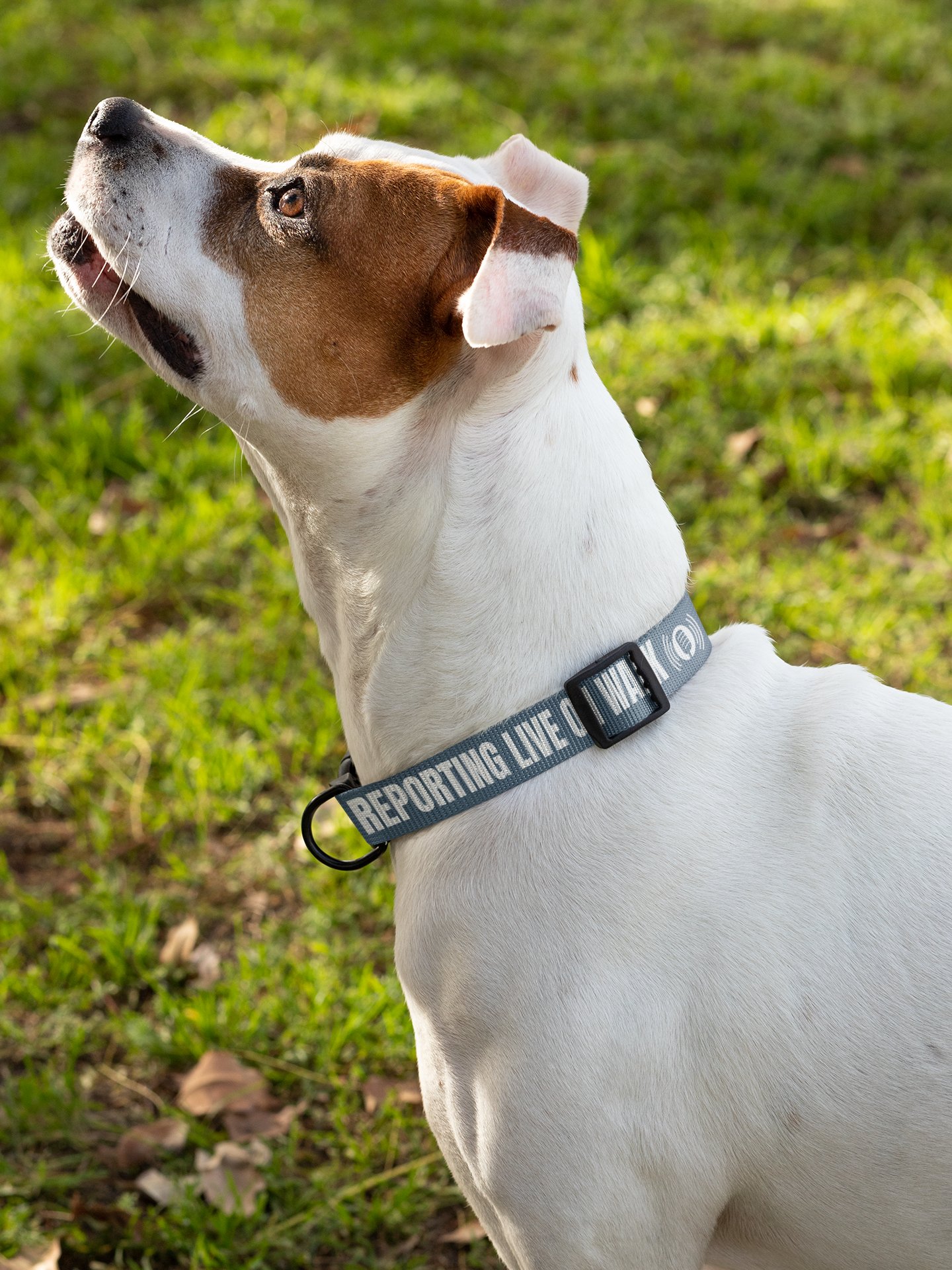 Reporting Live On Walk Dog Collar product image (4)