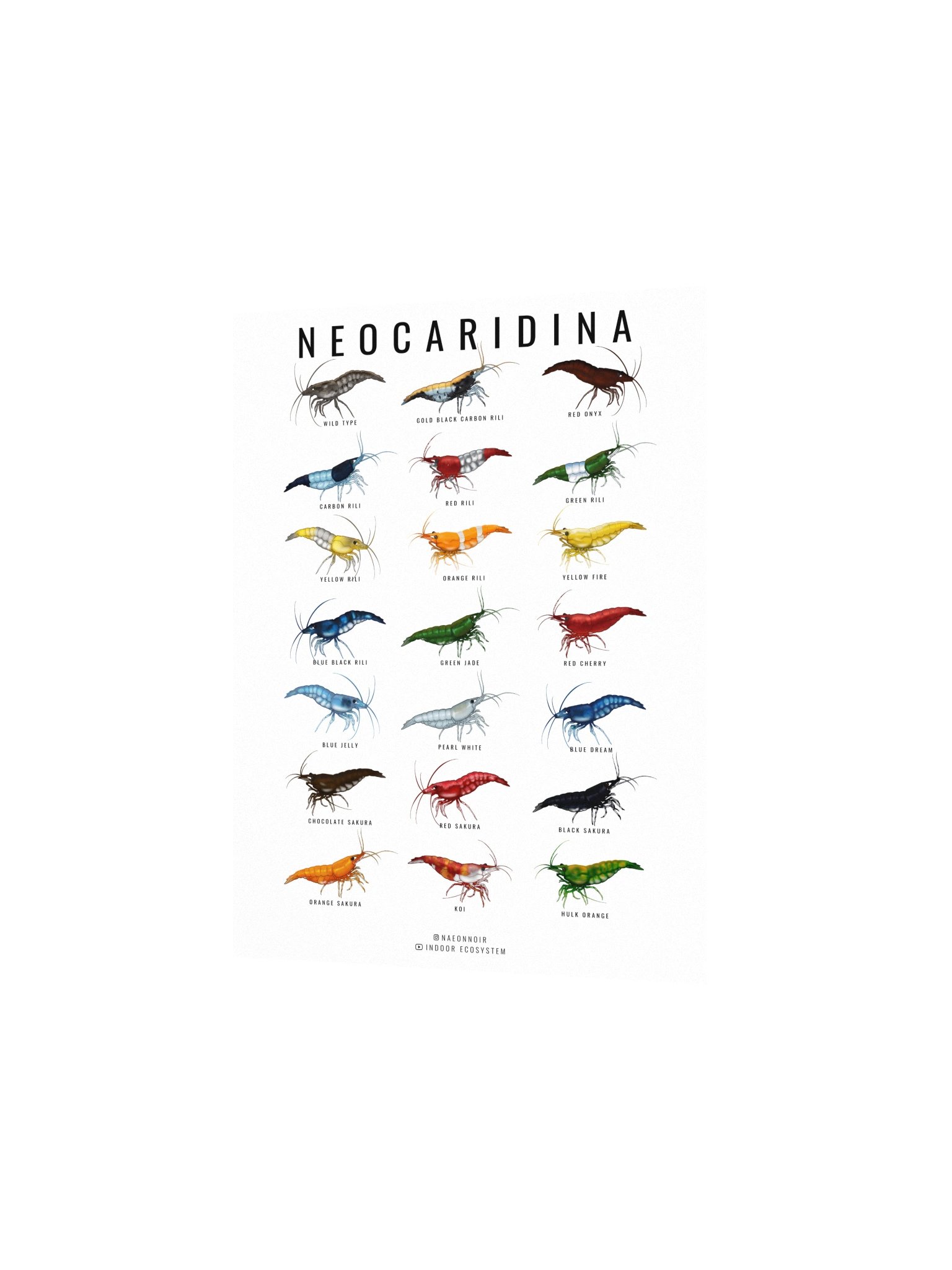NEOCARIDINA SHRIMP POSTER (WHITE) product image (2)