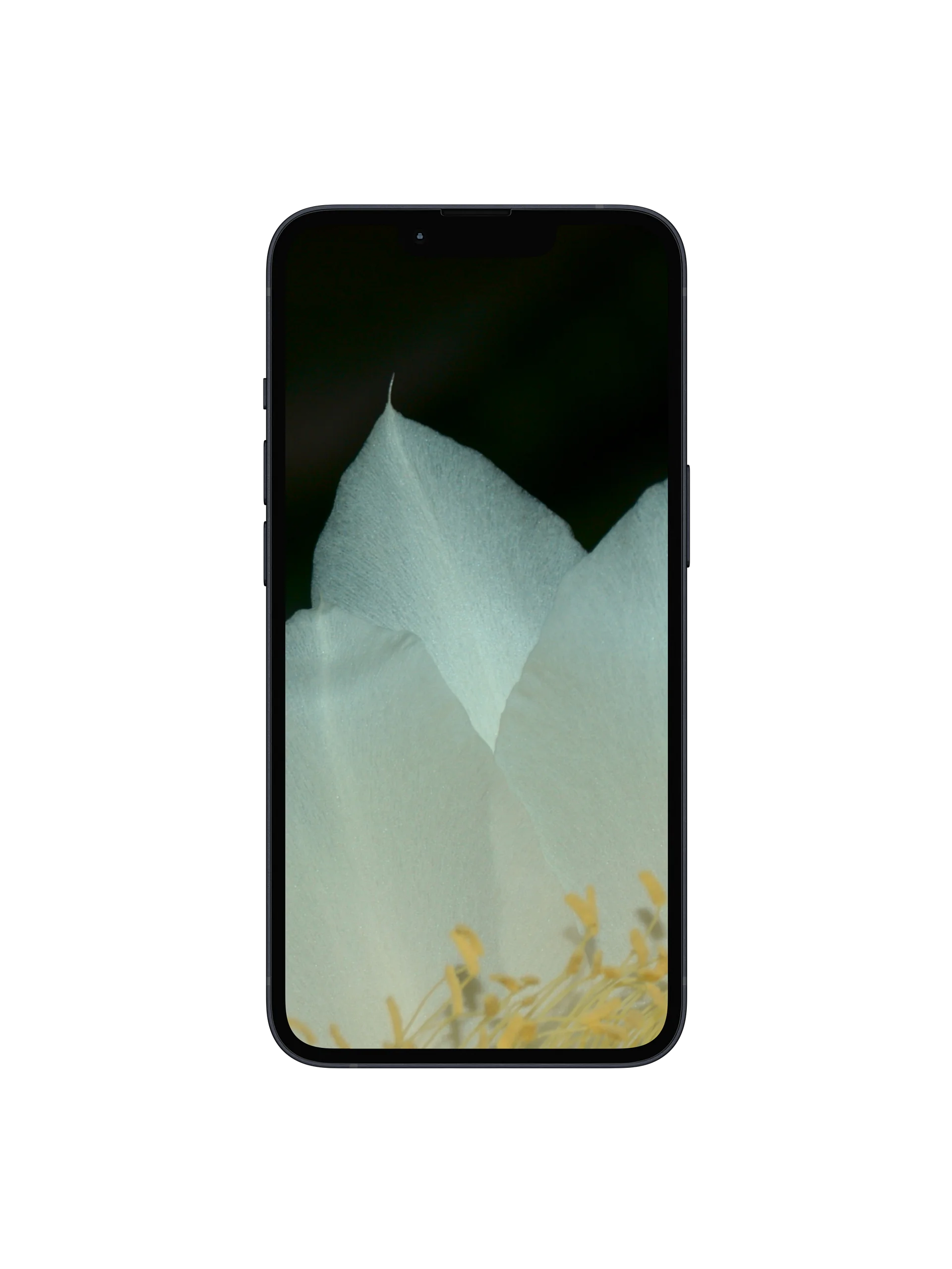 Night-Blooming Cereus Digital Wallpaper Set product image (1)