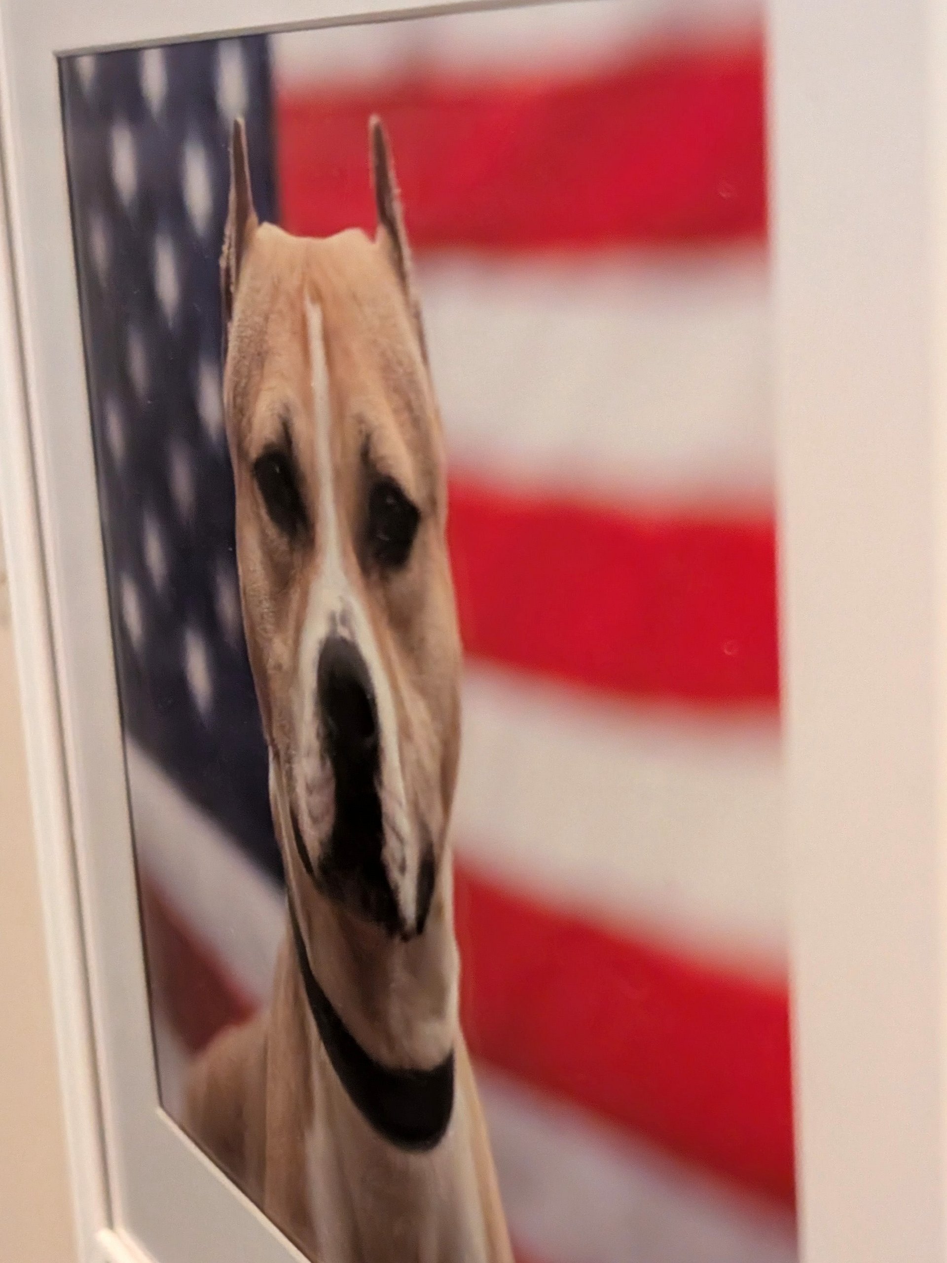 Precision Limited Edition Print – American Pit Bull Terrier USA Flag (Signed 5x7 matted 8x10) product image (2)
