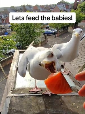 I can only ever give Ethan what Steven will allow… I don’t want them to fight. Stevens eating for 3 at the moment & gives almost all of it to the babies 🥺 #fyp #foryou #seagull #feedingsteven #birds