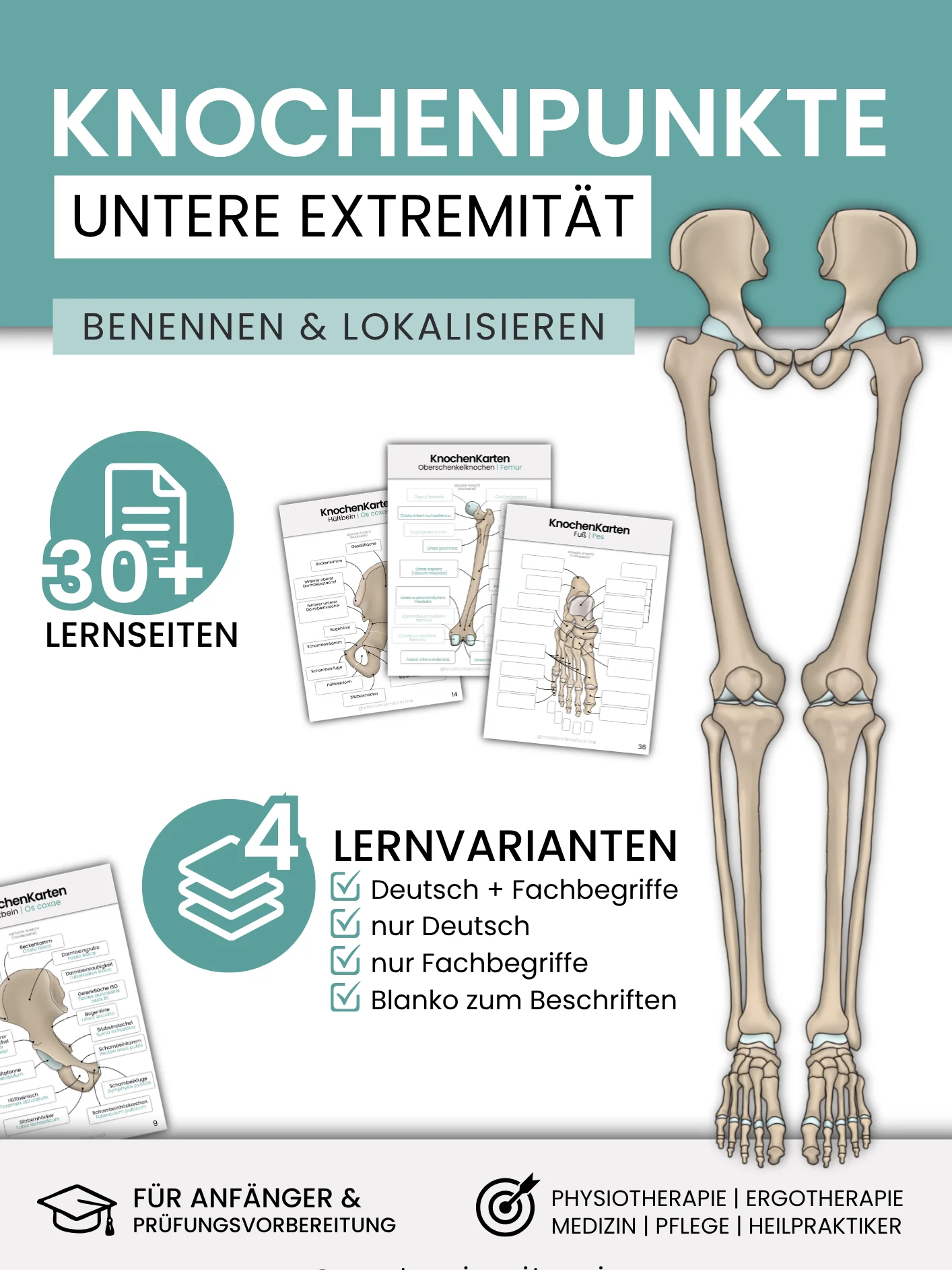 KnochenKarten 'Die Knochenpunkte der unteren Extremität' product image (1)