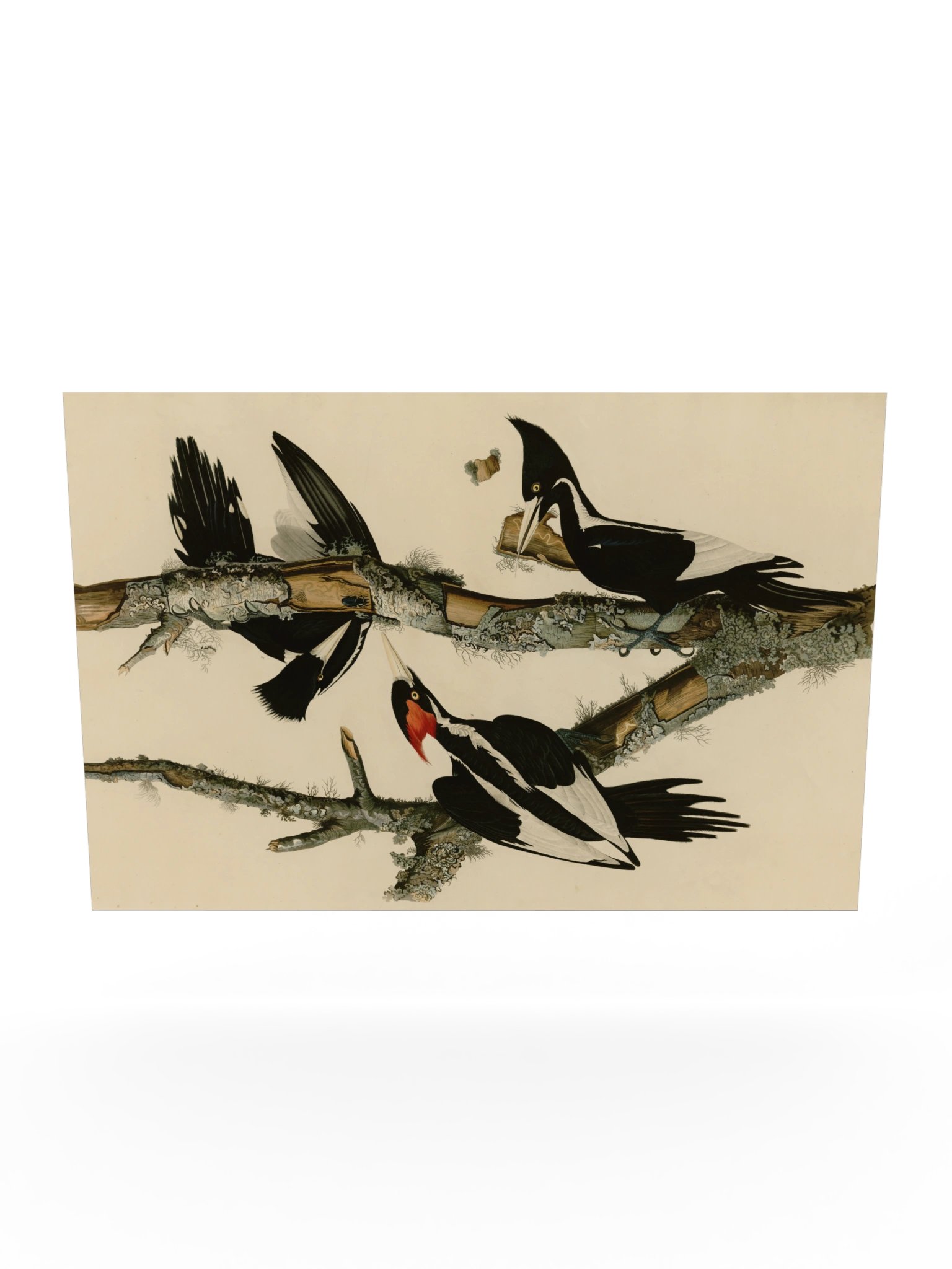 Ivory-billed Woodpecker, Plate 66 – Audubon Poster product image (10)