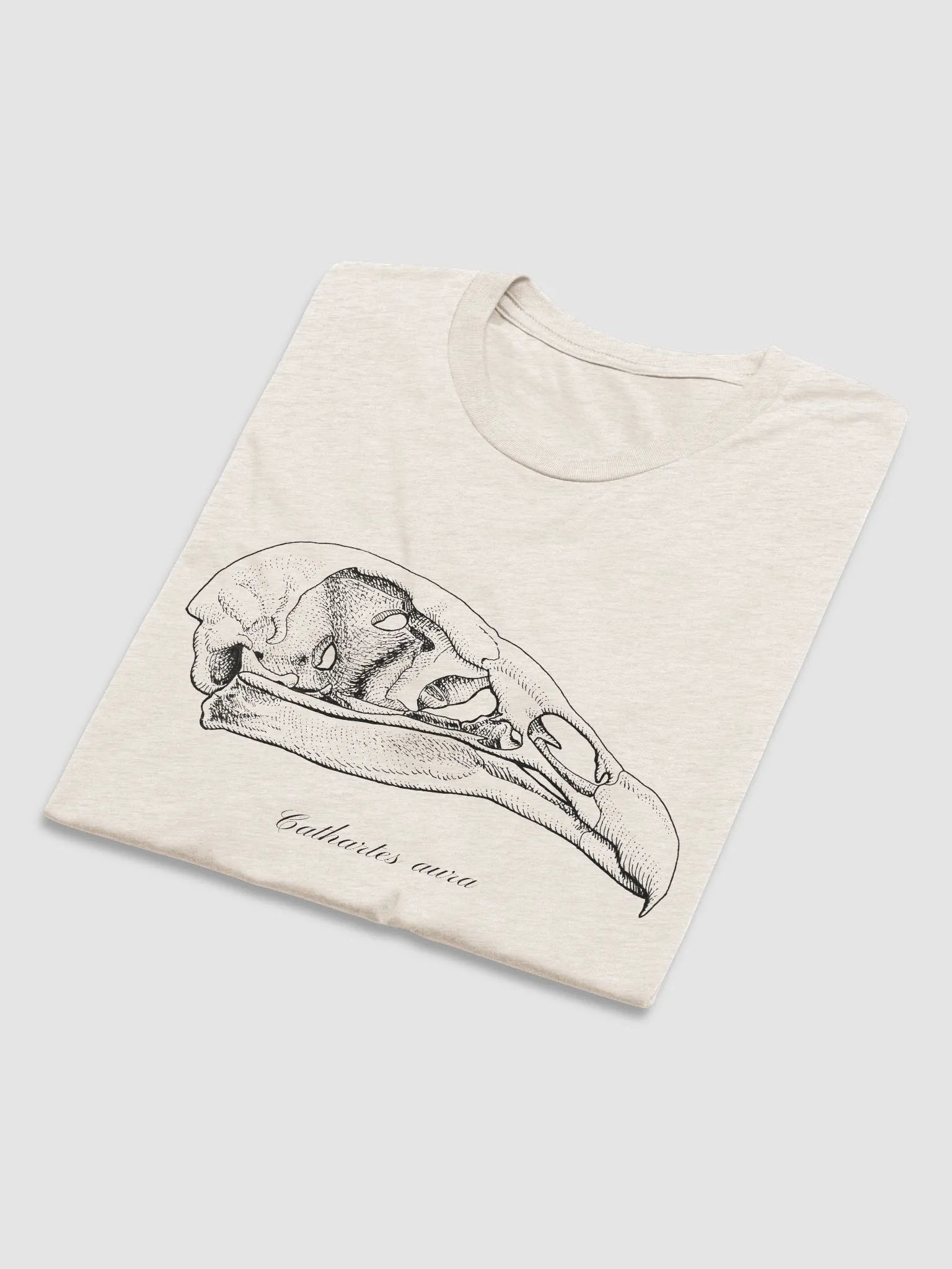 Turkey Vulture Skull product image (10)