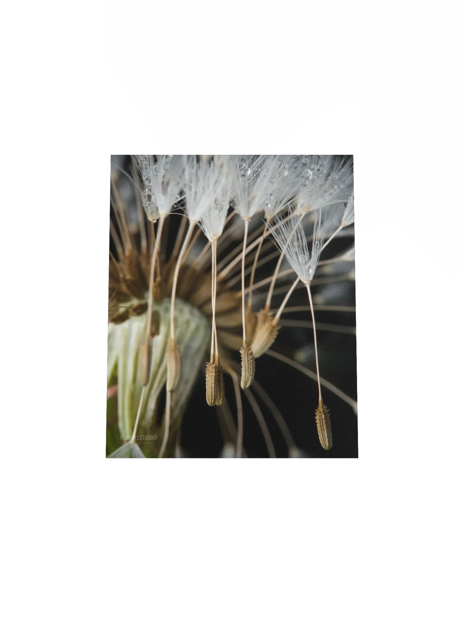 Rapture - Poster product image (7)