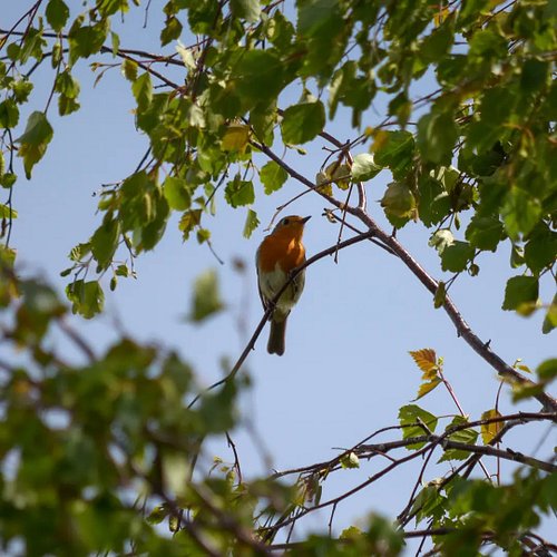 ​A quiet perch, a sunlit tree,
Upon a branch as glad as he,
He rests his wings, a joyful sight,
A drop of song in endless lig...