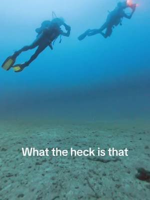 Can you identify this marine species? Could be a Venus Girdle or a Salp? #malta #scuba #bsacdivers #scubadivers 
