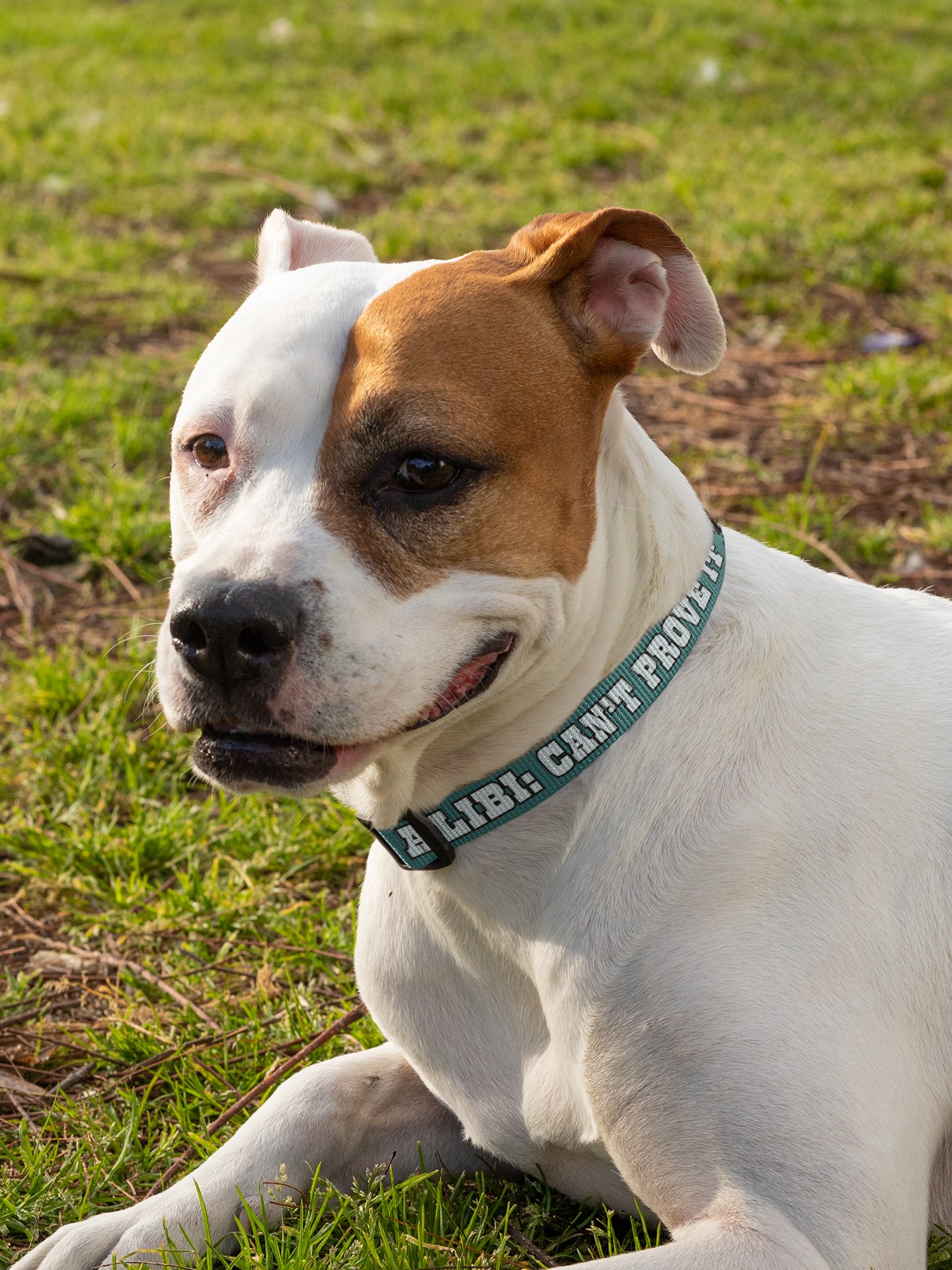 No Alibi No Regrets Dog Collar and Leash Set product image (8)