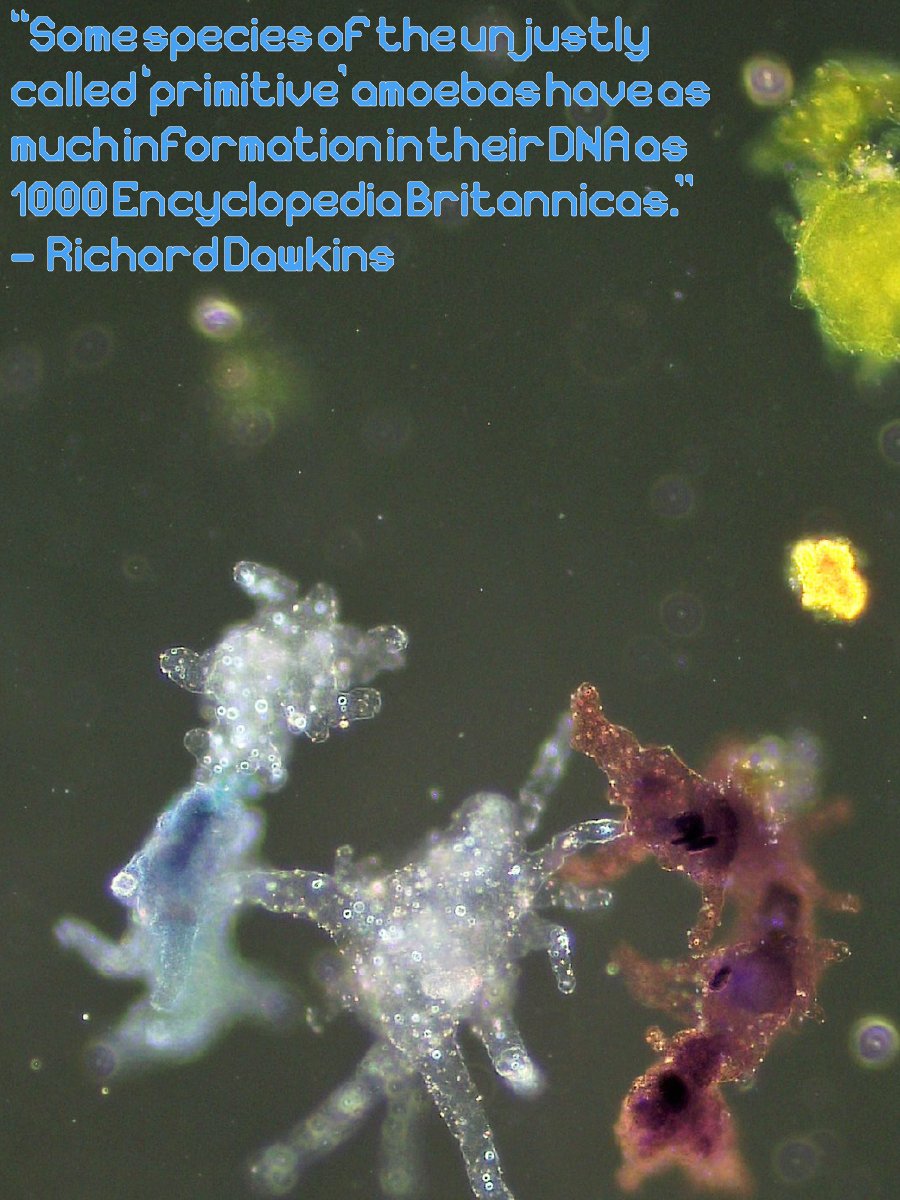 Sarcodina font product image (5)