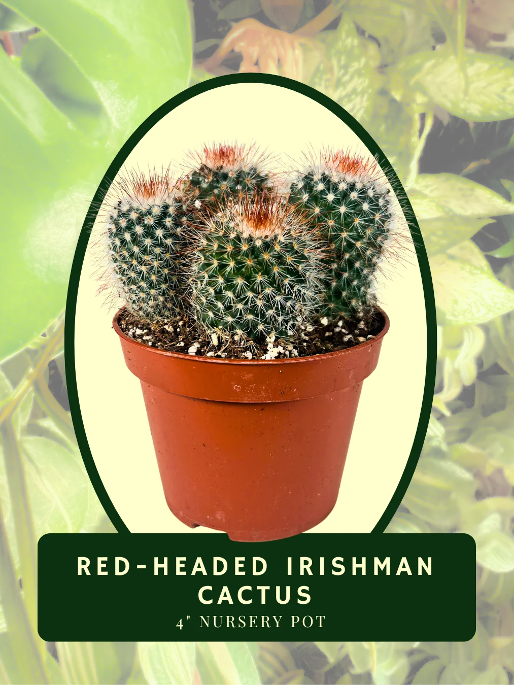 Red-Headed Irishman Cactus product image (1)