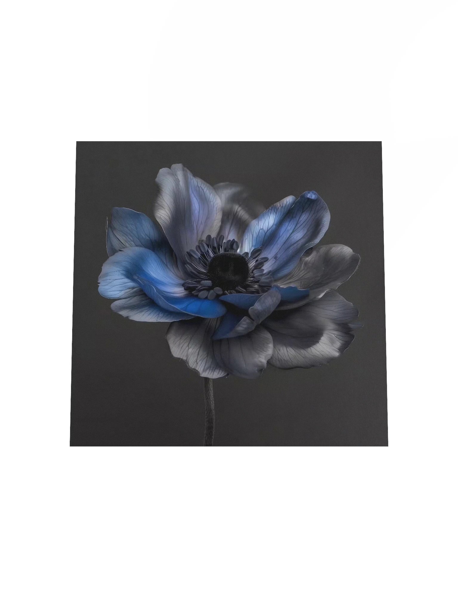 Solitary Form | Nocturne Anemone I - Fine Art Print product image (4)