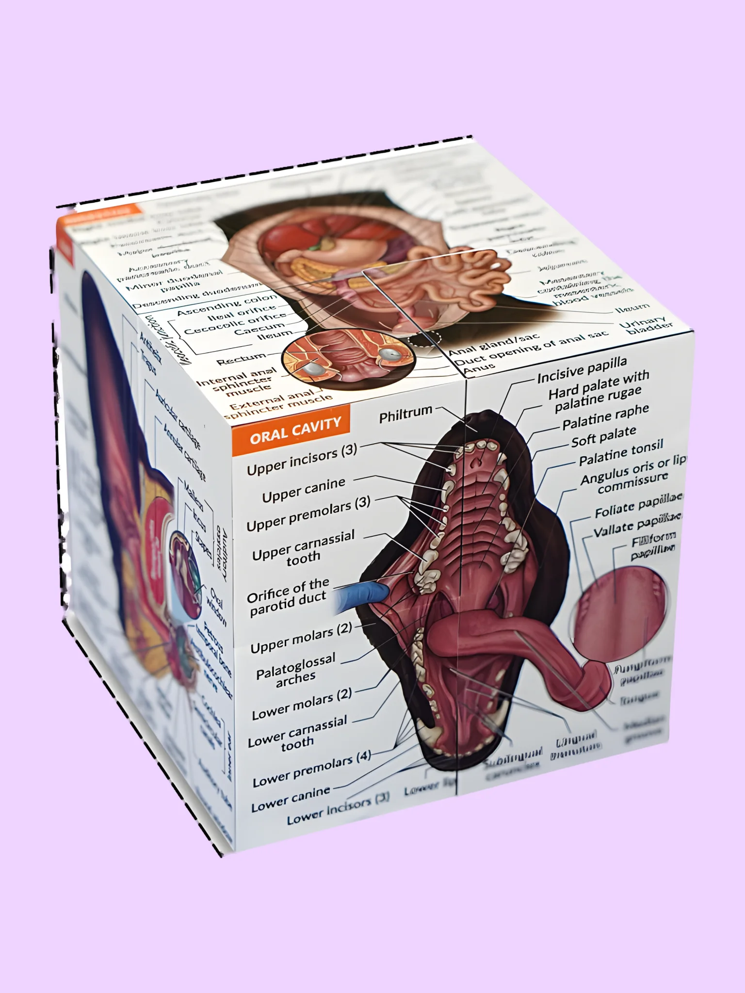 Anatomy Study Cubes (Feline, Canine & Human) product image (11)