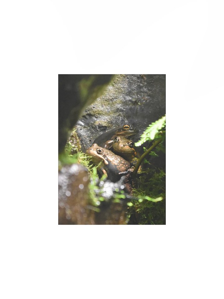 Frogs product image (1)