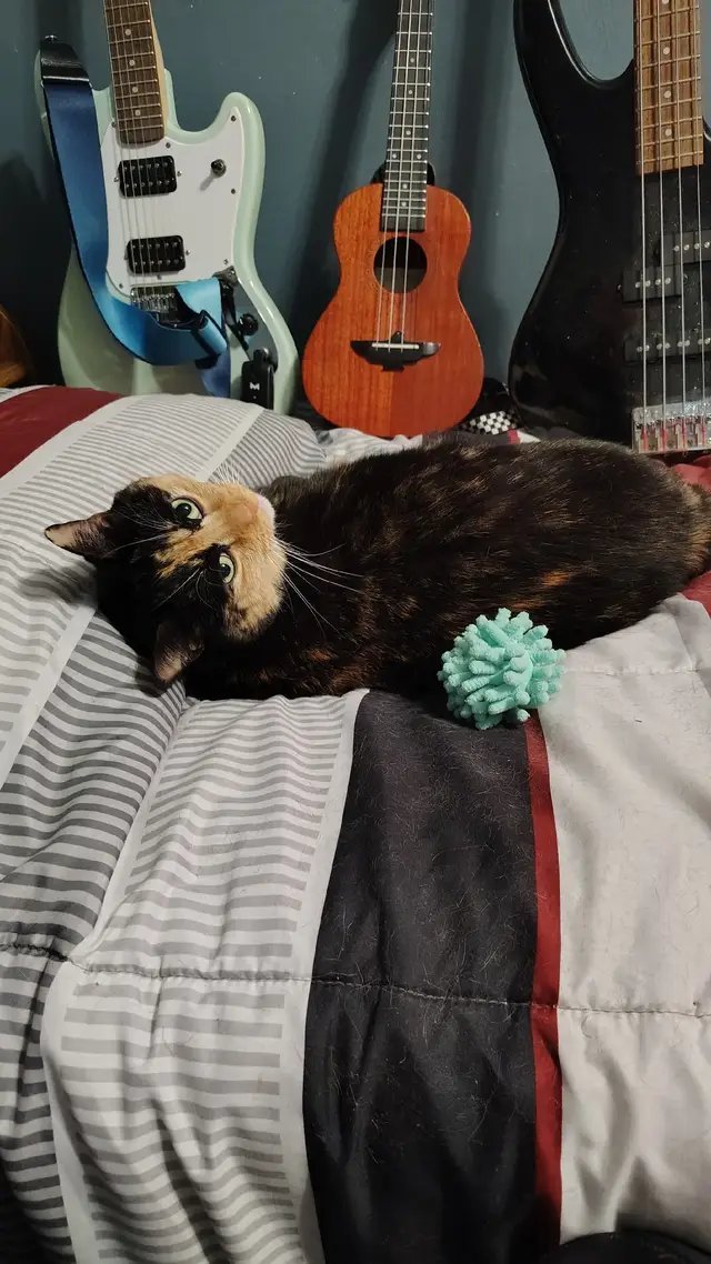 Ahsoka is holding down the fort today, but she wants some company. Consider this your official invitation to pay the pet tax! Drop a picture of your cats, dogs, or any other companions in the replies and tell me a little bit about them. Let’s fill the chat with some good animal energy! 🐾✨ #pet #petsoftiktok 