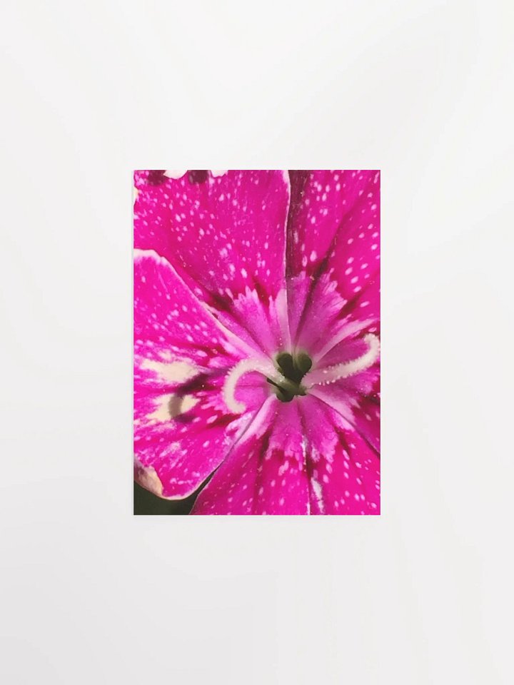 Close- up of Sweet William product image (2)