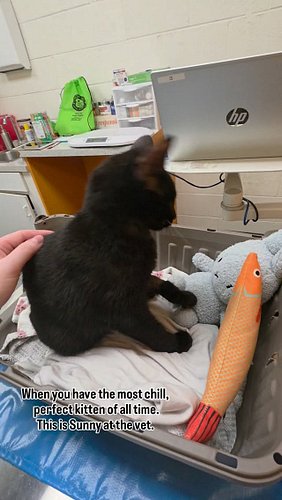 My perfect girl. ♥️ Sunshine Microplastics was the star of @unionhillah ⭐️

Her check-up went well and for now she's going to...