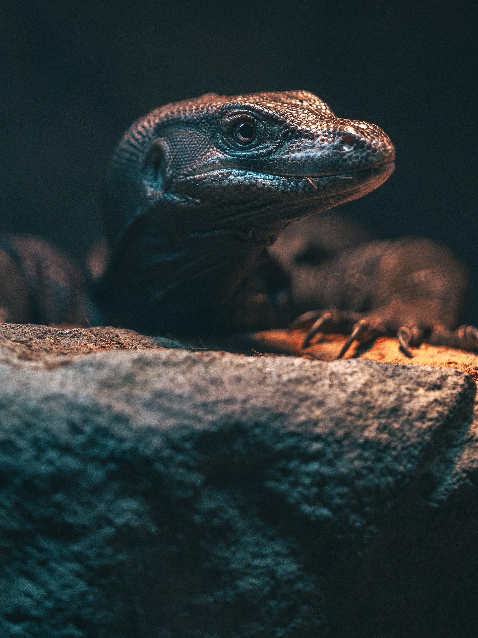 Black Dragon Asian Water Monitor product image (1)