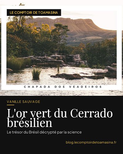 🌿 Et si le prochain grand terroir de la vanille n'était pas à Madagascar… mais au cœur du Brésil ?

Dans le Cerrado brésilien...