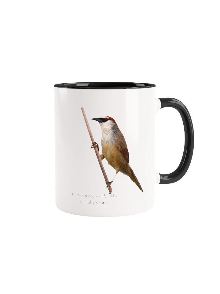 Chestnut-capped Babbler product image (3)