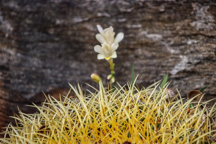 🌫️ Fine Art – Between Spines and Silence product image (1)