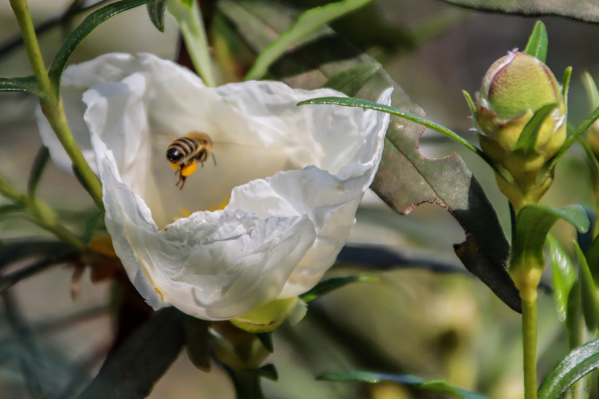 🌼 Runway 4Pollen – Clearance Granted to Mellifera product image (1)