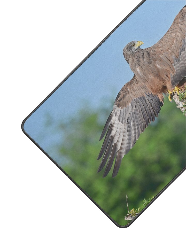 Yellow-Billed Kite sunning in the African sun product image (2)