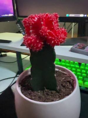 Name the stream cactus! Drop a name in the comments and the one with the most likes wins!👀 What will the name be?!