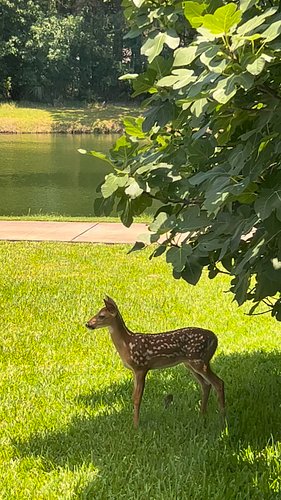 When a “fawn” response is a good thing 😍

Video by Lisa Heidle

 #fawns  #naturelovers #awe