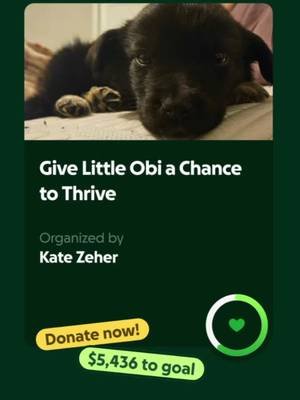 Hey TikTok pals.  Its been a rough week. Obi has been pretty sick. He is currently at an ER vet a town over. I'm sorry I haven't streamed. I have been a wreck. if you could take a moment to share Obis Go fund me it would mean the world. Donations are never required but ALWAYS appreciated. Everything goes to Obi and his ongoing vet bills.  I miss you guys.  https://gofund.me/c85aa3bb0 #gofundme #gofundmehelp #sickpuppy #puppy 