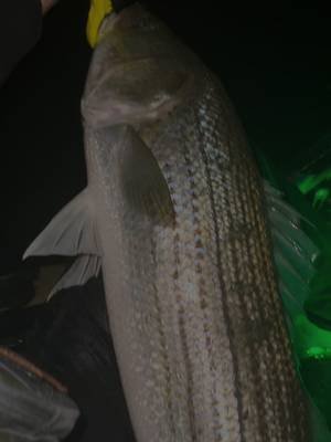 You only go to Atlantic City at 2 AM for two reasons. Stripers. Strippers.    www.deadcurrentco.com #deadcurrnent #supportyourlocalstripers #inshorefishing #newjersey 