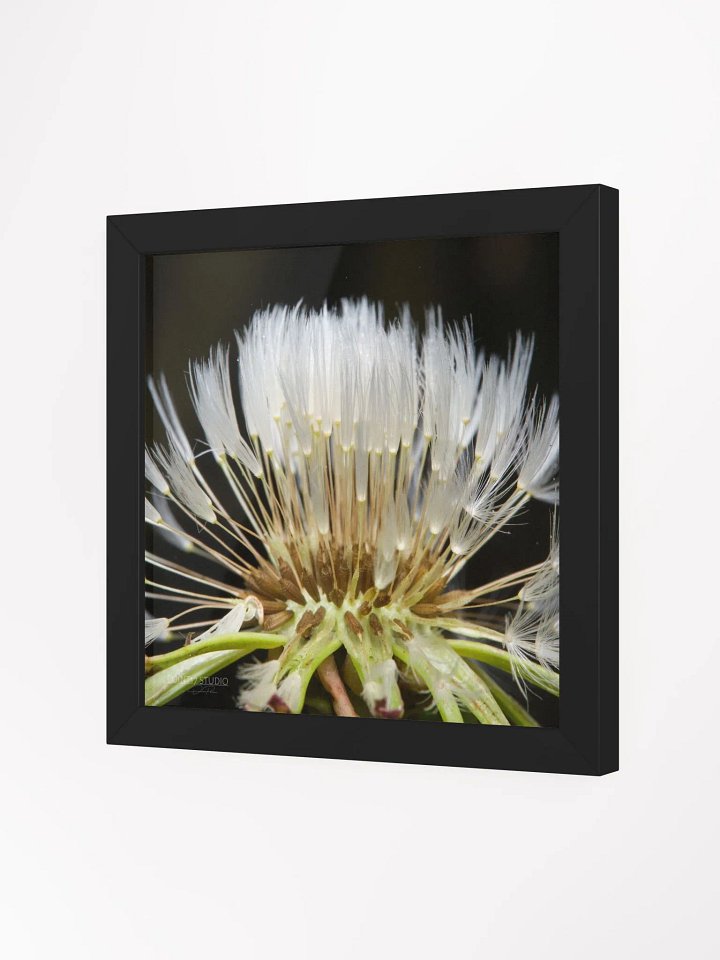 Dandelion #10 - Framed Print product image (2)