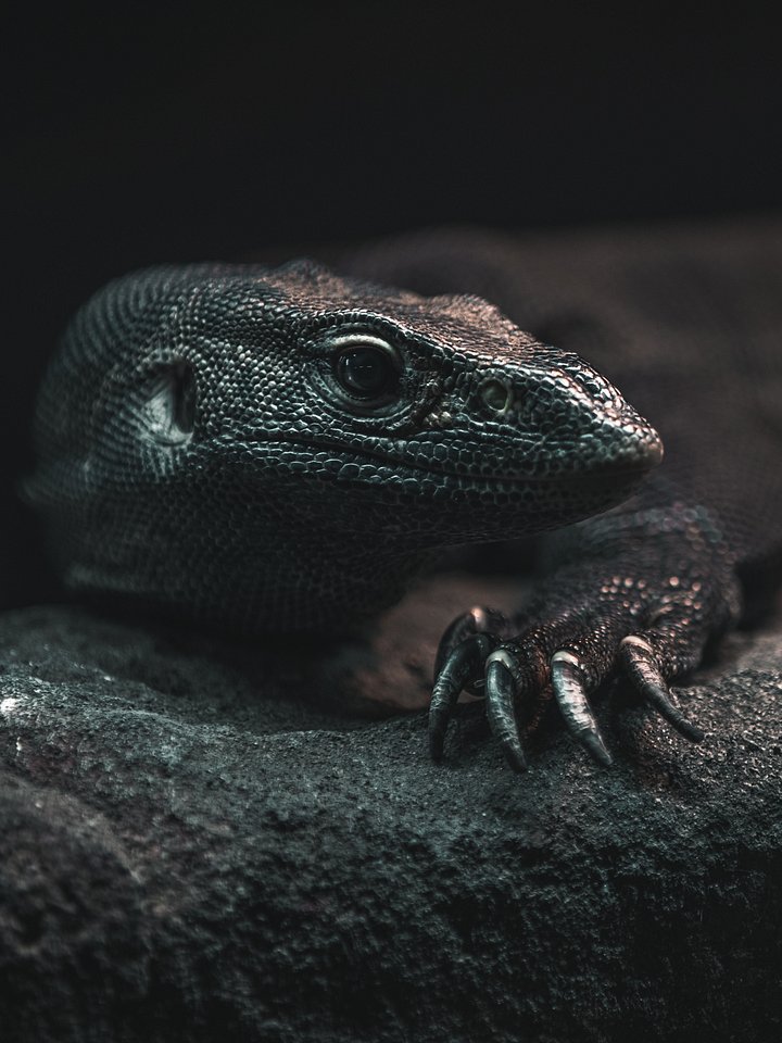 Melanistic Nile Monitor Claws Out product image (1)