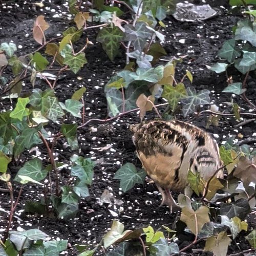We finally saw the #woodcock in #bryantpark #nyc #teampixel