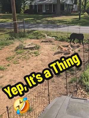 If there's a bug to be hunted, they're gonna roll on it first 🤣 #bughunting #rumi #deku #shibainu #itsathing 